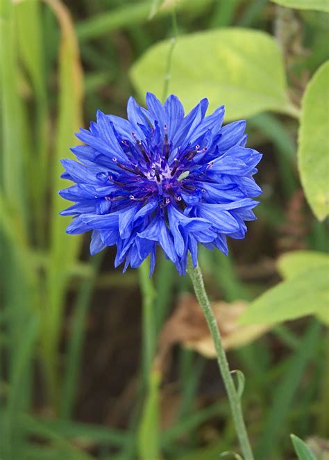 The Cornflower Blue Idol and its Role in Witchcraft